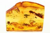 Detailed Fossil Spider and Scale Insect in Baltic Amber #273189-2